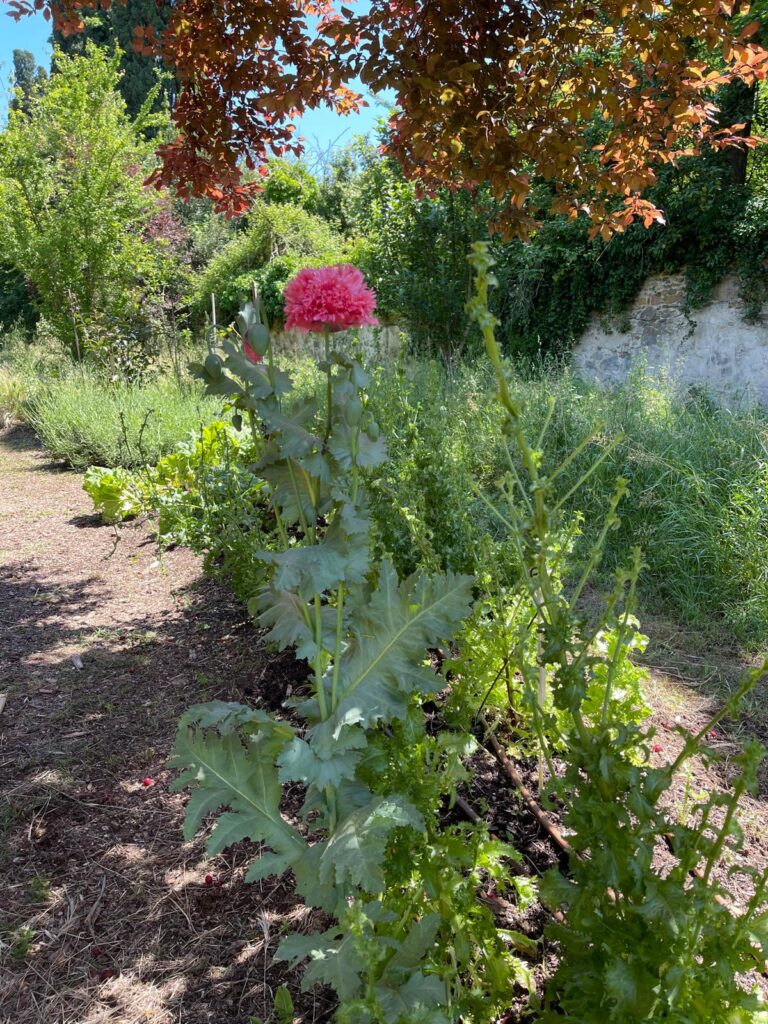 cura giardini e aree verdi